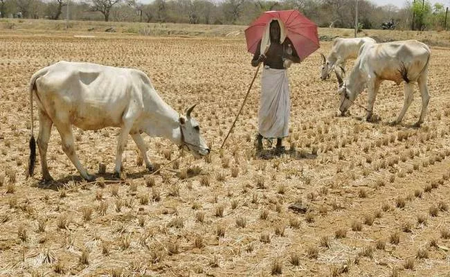 Cattle Fodder Shortage Adilabad Farmers - Sakshi