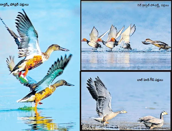 Foreign birds is coming to Paakala for summer - Sakshi