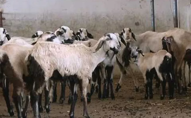 Telangana Sheep Distribution Scheme Negligence - Sakshi