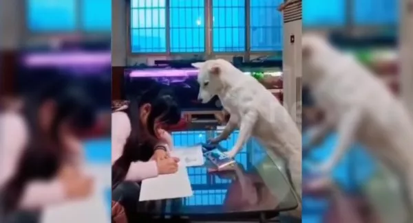 China Dad Trains Dog To Make Sure Daughter Does Homework - Sakshi