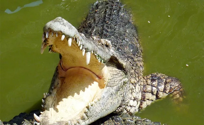 Friends Rescued Boy From Crocodile In Gujarat - Sakshi