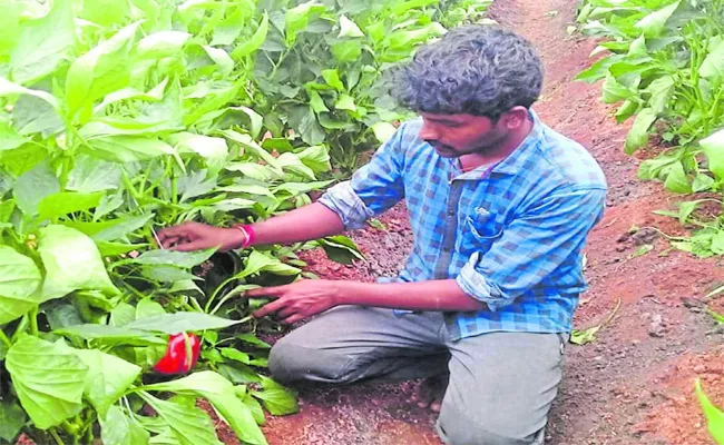 Farmer Get Income With Capsicum Corp in Karnataka - Sakshi