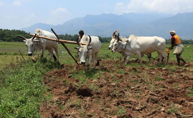 Kharif Crop Season Farmers Planting - Sakshi