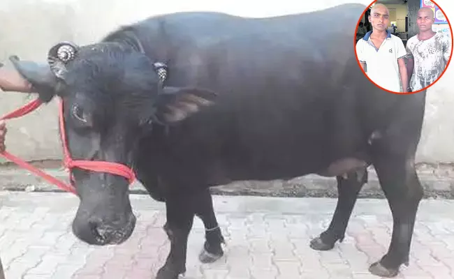 Boy punished in Devarakadra for sold his buffalo calf - Sakshi