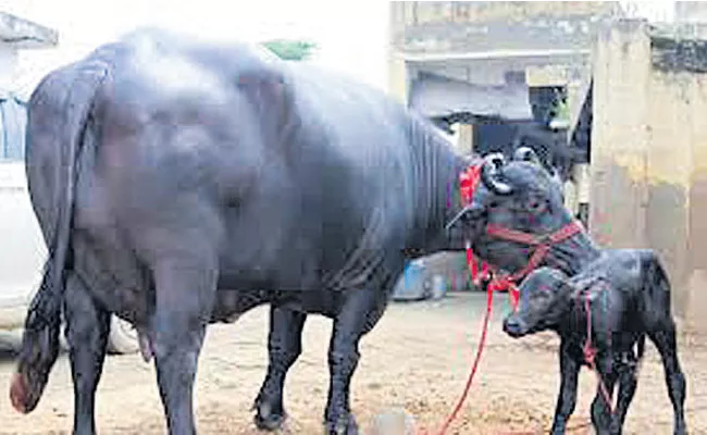 There is corruption in the distribution of buffalo - Sakshi