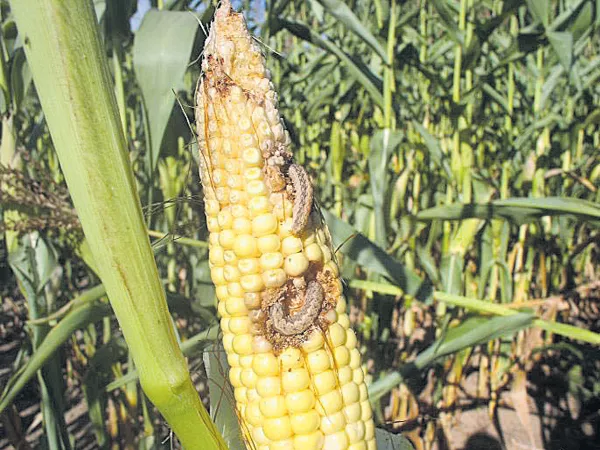 Efforts Starts To Prevent The Fall armyworm Attack On Corn Crop - Sakshi