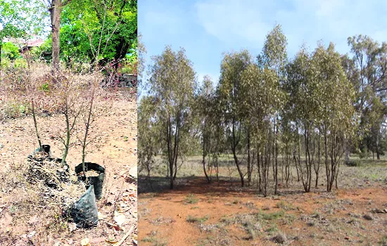 Gardening With Greenery With Varieties Of Plants Today Is Dried Up  - Sakshi