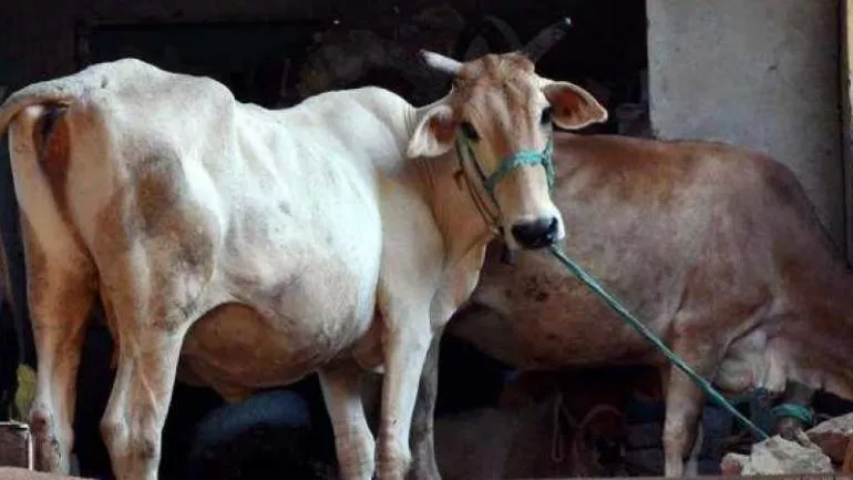 Man Held For Raping Cows At Shelter - Sakshi