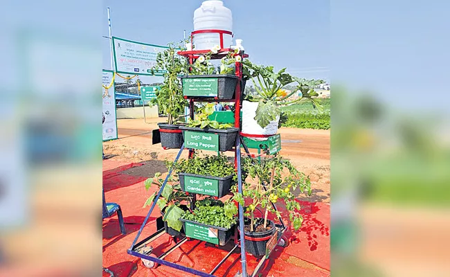 Vertical Garden in Small Place - Sakshi