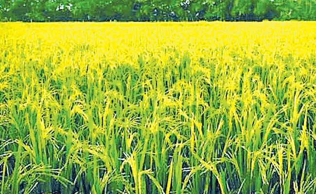 Paddy Seeds Without Affecting Bacteria By CCMB - Sakshi