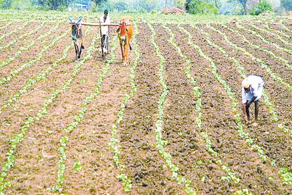 Seed marchants selling label less seeds to the farmers - Sakshi