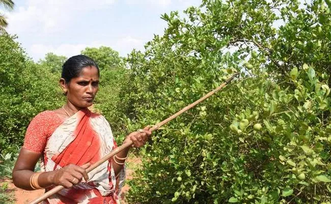 Lemon Crop Farmers Loss - Sakshi