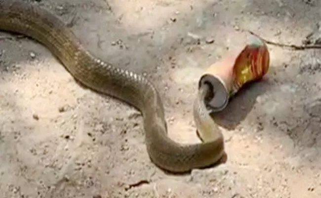 Snake Head Struck in Cool Drink Tin - Sakshi