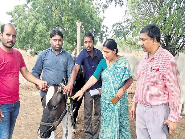 A special number and health card for each animal - Sakshi