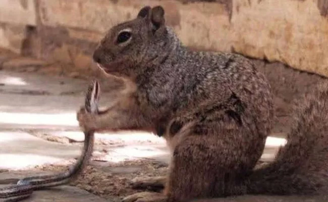 Squirrel Biting Snake Shocks Internet - Sakshi