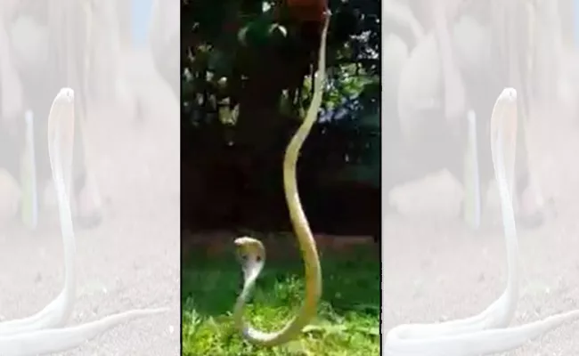 Rare White Cobra Caught In Bangalore - Sakshi