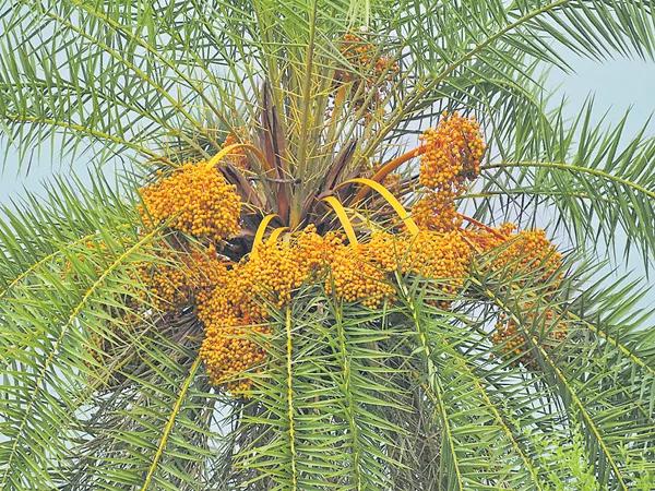 3000 to 6 thousand Silver date palm plants in Every village - Sakshi