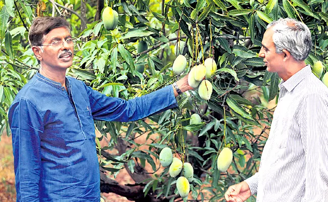 Special Story On Mango trees are abundant  - Sakshi