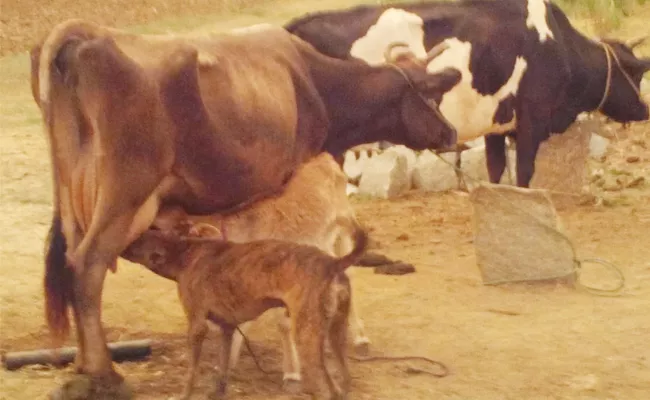 Cow Given Milk to Dog in Chittoor - Sakshi