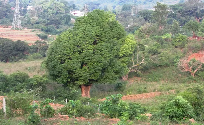 Leopord Symbols in Anantagiri Visakhapatnam - Sakshi