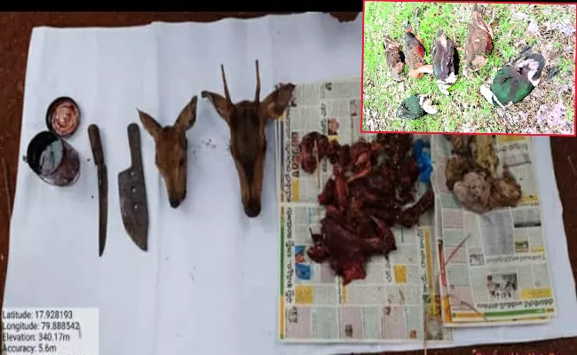 Hunters Killing Wild Animals In Warangal Forest Area - Sakshi