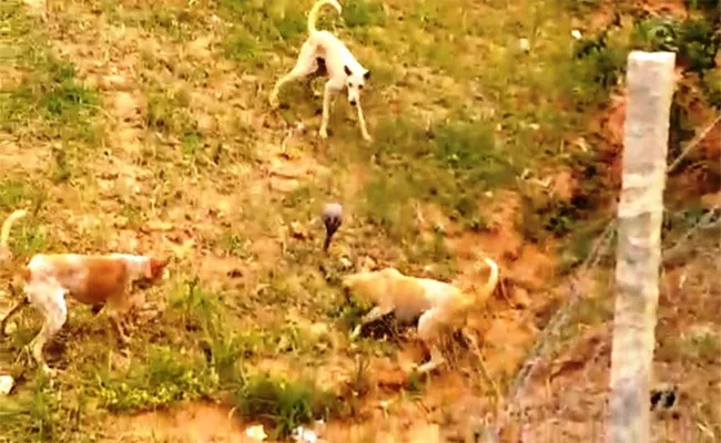 Dogs Saves Owner From Snake - Sakshi