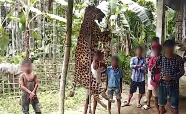 Villagers In Assam Kill Leopard And Gouge Its Eyes Out - Sakshi