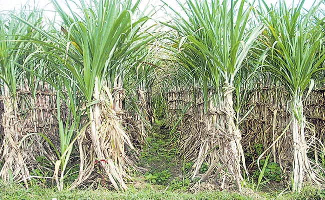 Sugarcane Crop Was Falling Down - Sakshi