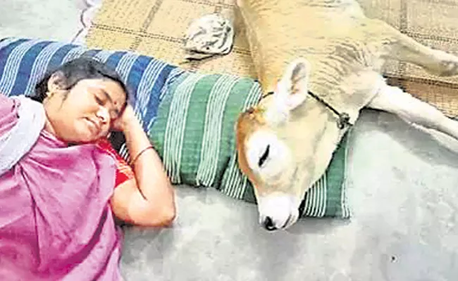 Calf Behaves Like Human In Vellore - Sakshi