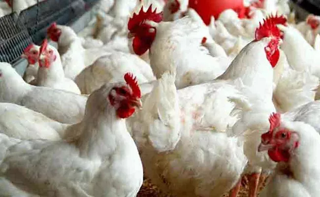 Chickens Died With Temperature Warangal - Sakshi