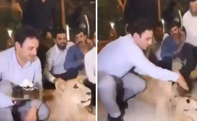 Man Celebrates His Pet Lion Birthday With Cake Smash, Slammed by Netizens - Sakshi