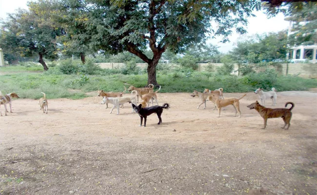 The People Are Afraid Of Street Dogs In Palamaneru - Sakshi