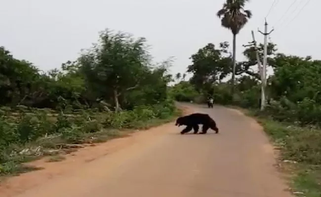 Bear Attacks In Uddanam - Sakshi