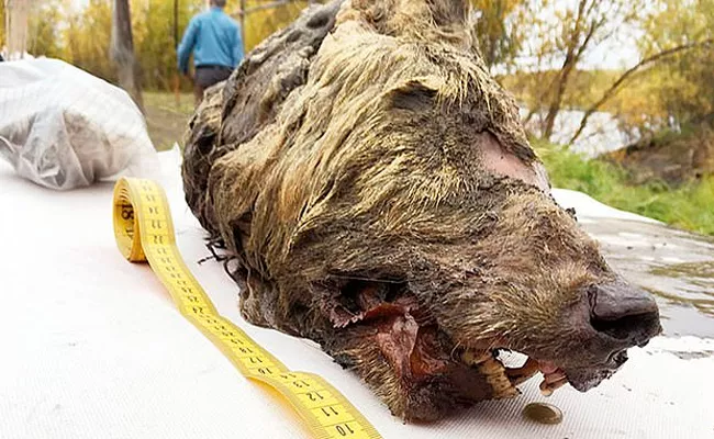 Scientist Discovers Giant Wolf Head In Siberia - Sakshi