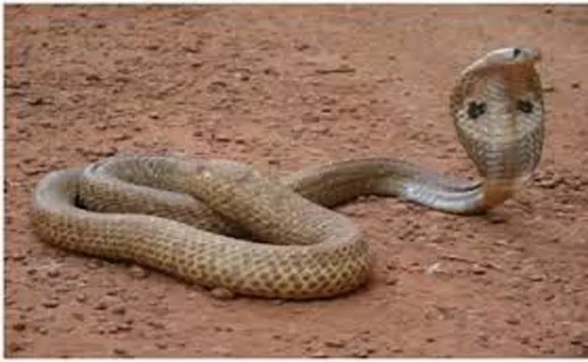 Be Aware Of  Snakes In This Rainy Season - Sakshi