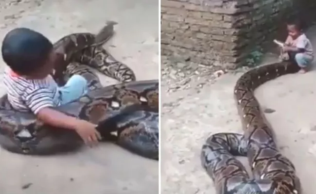 Kevin Pietersen Posts Video of Kid Trying to Play With a Huge Snake - Sakshi