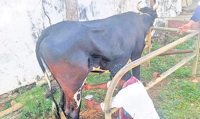 Hormone Disorder Cow Give Milk in BK Palli - Sakshi