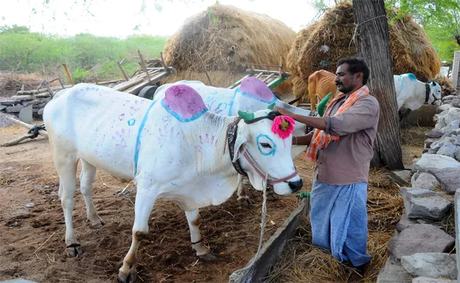 Farmers Celebrate Eruvaka Pournami Kurnool - Sakshi