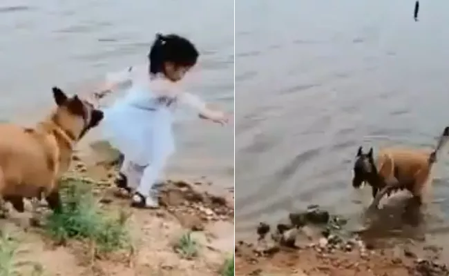 Dog Saves A Little Girl From Falling Into Water - Sakshi