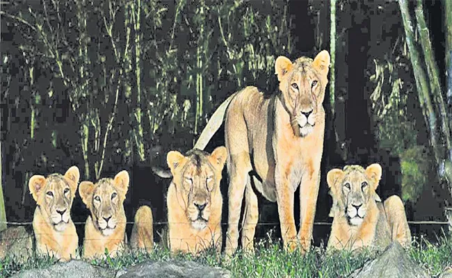 HMDA Delayed on Night Safari Park in Kothwalguda - Sakshi