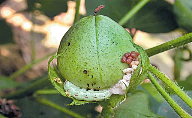 Pheromone Leurre For Cotton Crops - Sakshi