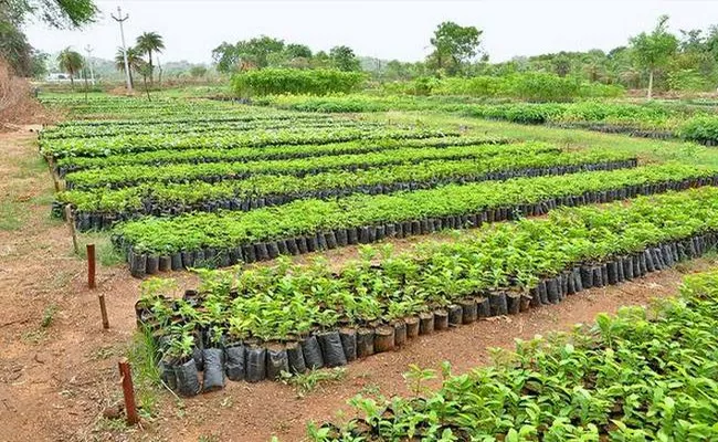 Haritha Haram Program In Khammam - Sakshi