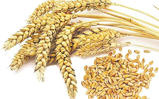 UK varsity develops wheat plants that can survive drought conditions - Sakshi