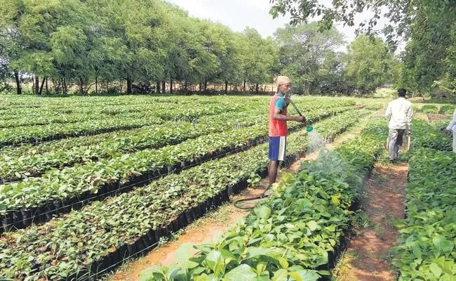 100 Work Days To NREGA Workers Through Haritha Haram Programme - Sakshi