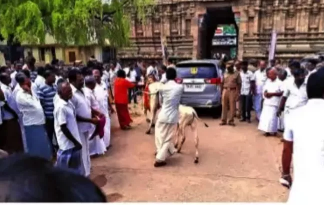 Cow Chases Minister Duraikannu In Kumbakonam - Sakshi