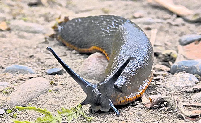 Tiny Slug Stopped Dozens Of Trains In Japan - Sakshi