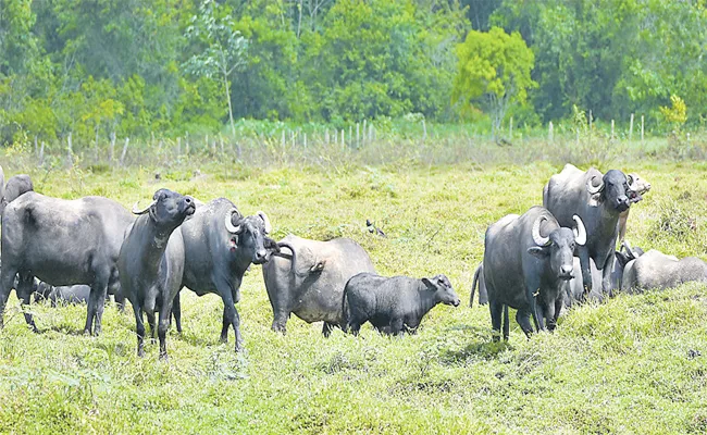 Dairy Farmers Awareness on Rain Season - Sakshi