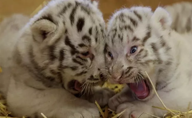 Rare White Bengal Tiger Cubs Make Their Debut At Austrian Zoo - Sakshi