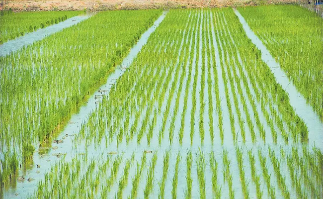 Different Rice Crops For Easy Profits - Sakshi