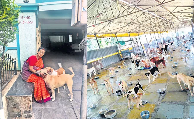 Dollar Homes For Street Dogs - Sakshi